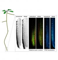 Arabidopsis root tip supplemented with ammonium vs. nitrate