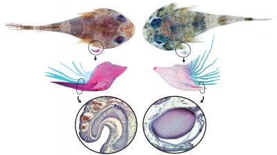 Tiny, Tenacious and Tentatively Toxic