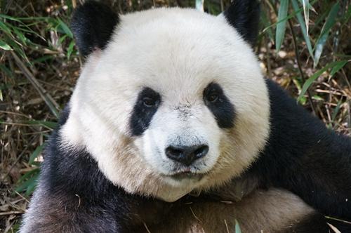 Giant Panda