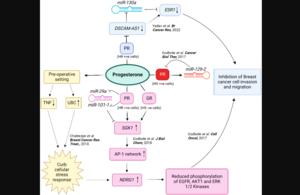 Deciphering progesterone's mechanisms of action in breast cancer