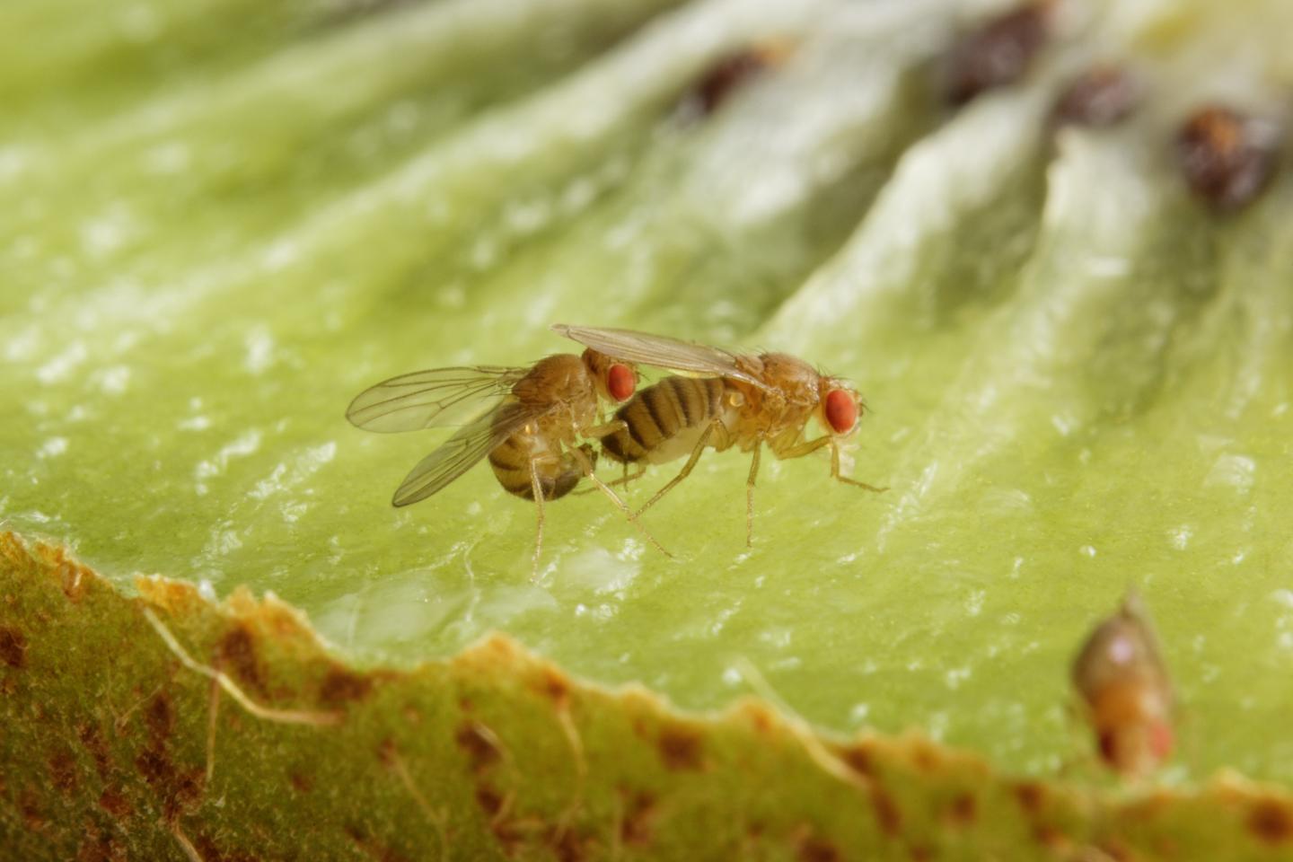 Drosophila Mating Image Eurekalert Science News Releases