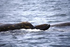 bairds beaked whale close up