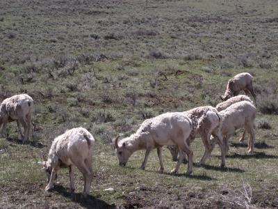 Grazing Herd of Bighorn Sheep