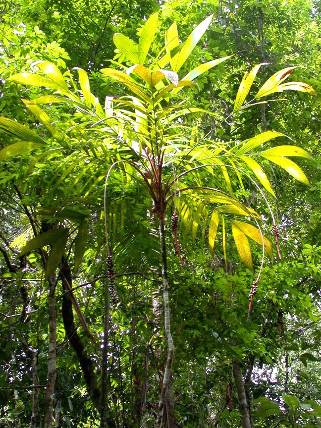 Calyptrogyne Costatifrons