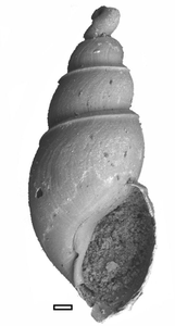 fossil marine snail shell_2