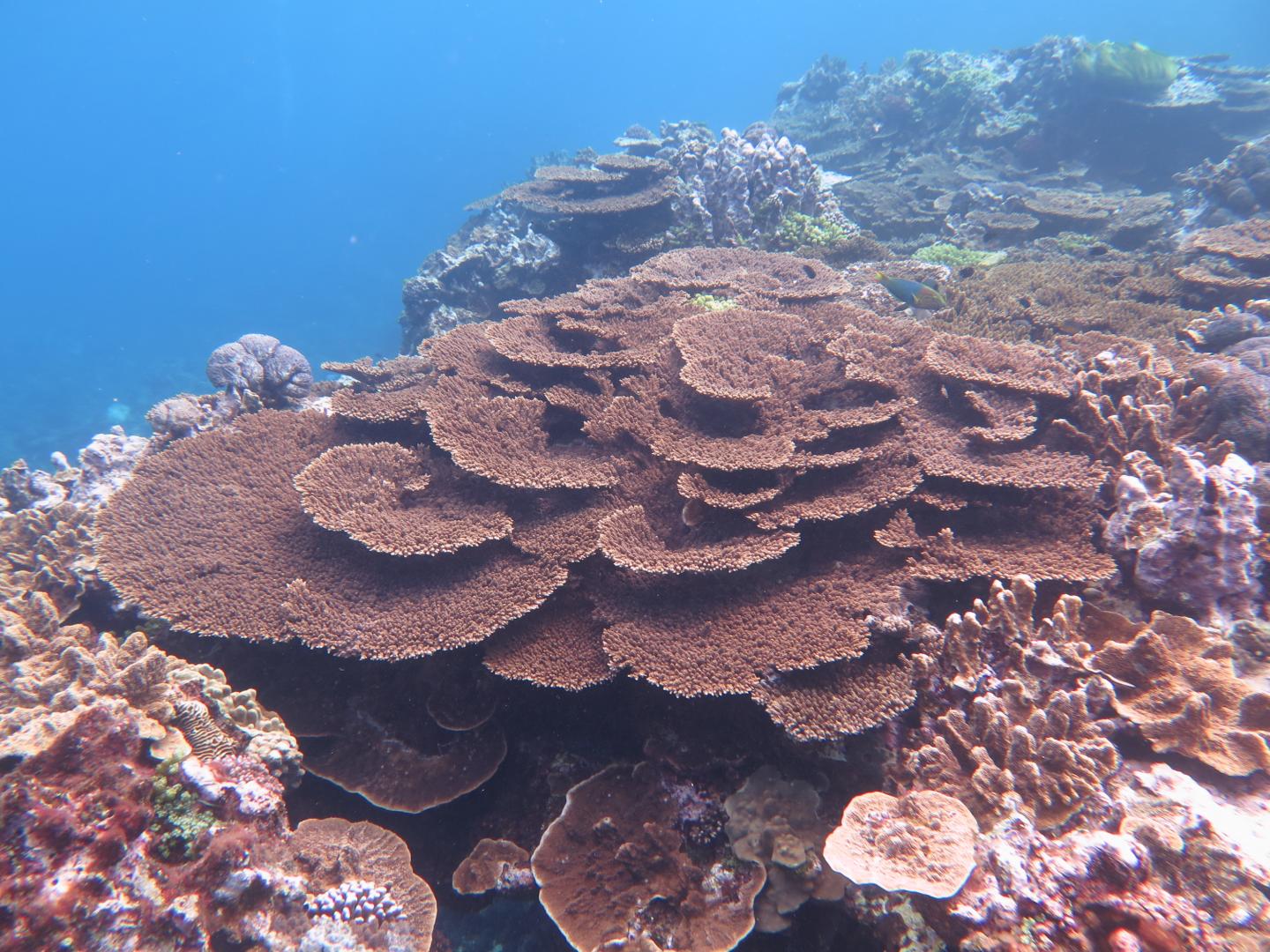 Corals on the Great Barrier Reef