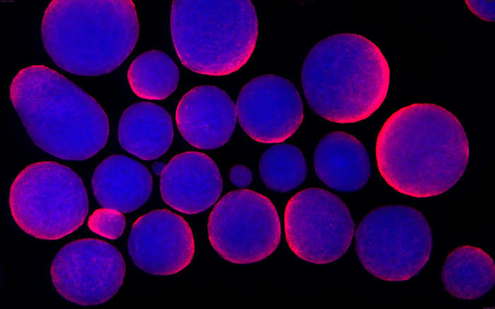 Getting cell culture research right