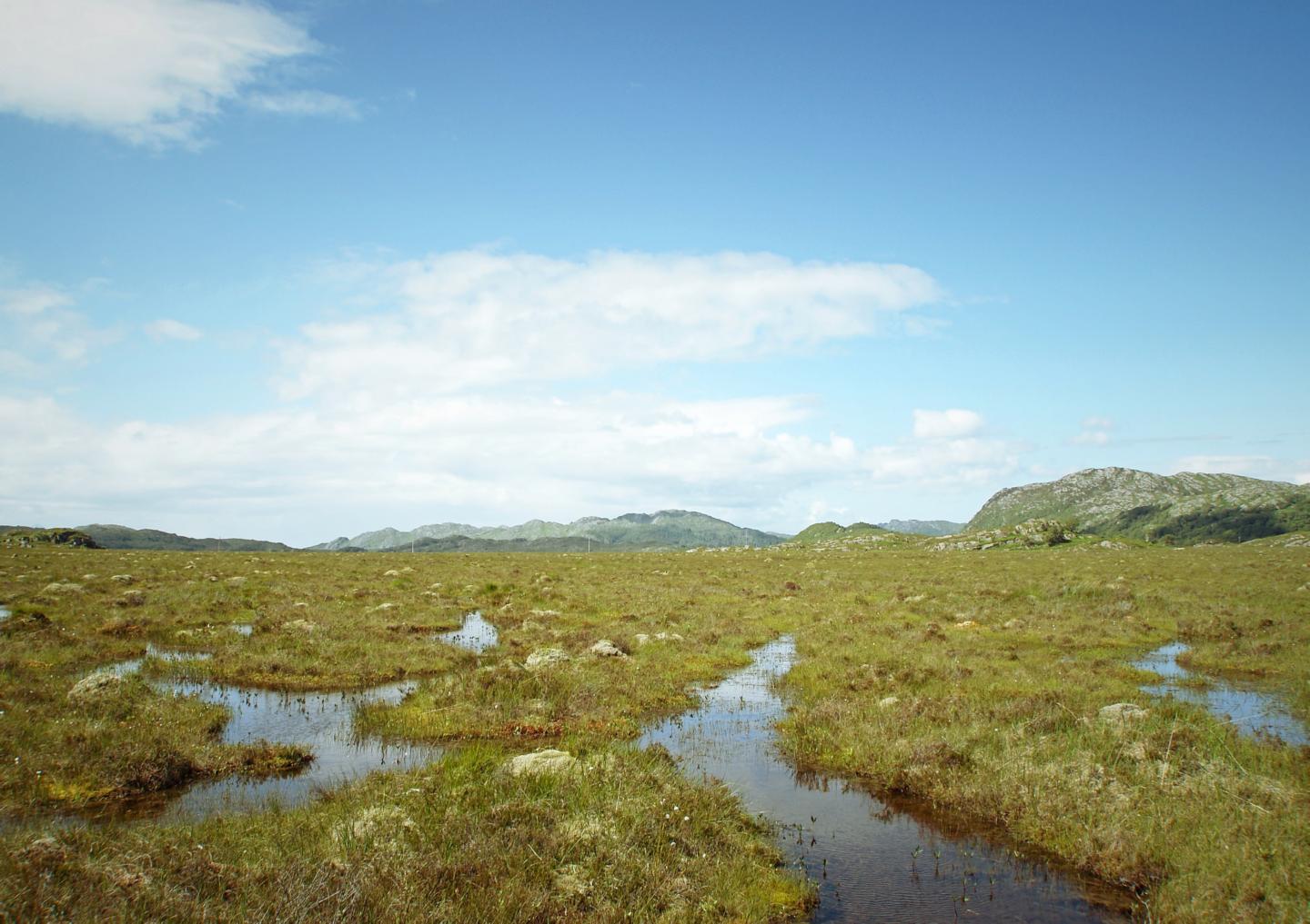 Crucial peatlands carbon-sink vulnerable to r | EurekAlert! 
