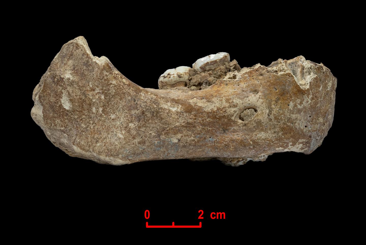 Xiahe Mandible