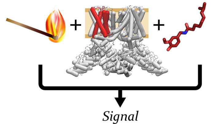 TRPV1 Ion Channel