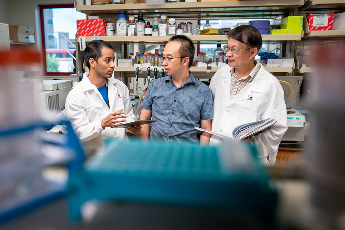 St. Jude researchers identify safe harbor for gene therapies