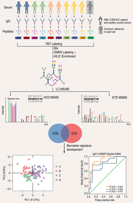 The workflow of high-throughput intact glycopeptides quantitation strategy (HTiGQs)
