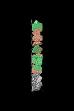 Animation of reef core samples