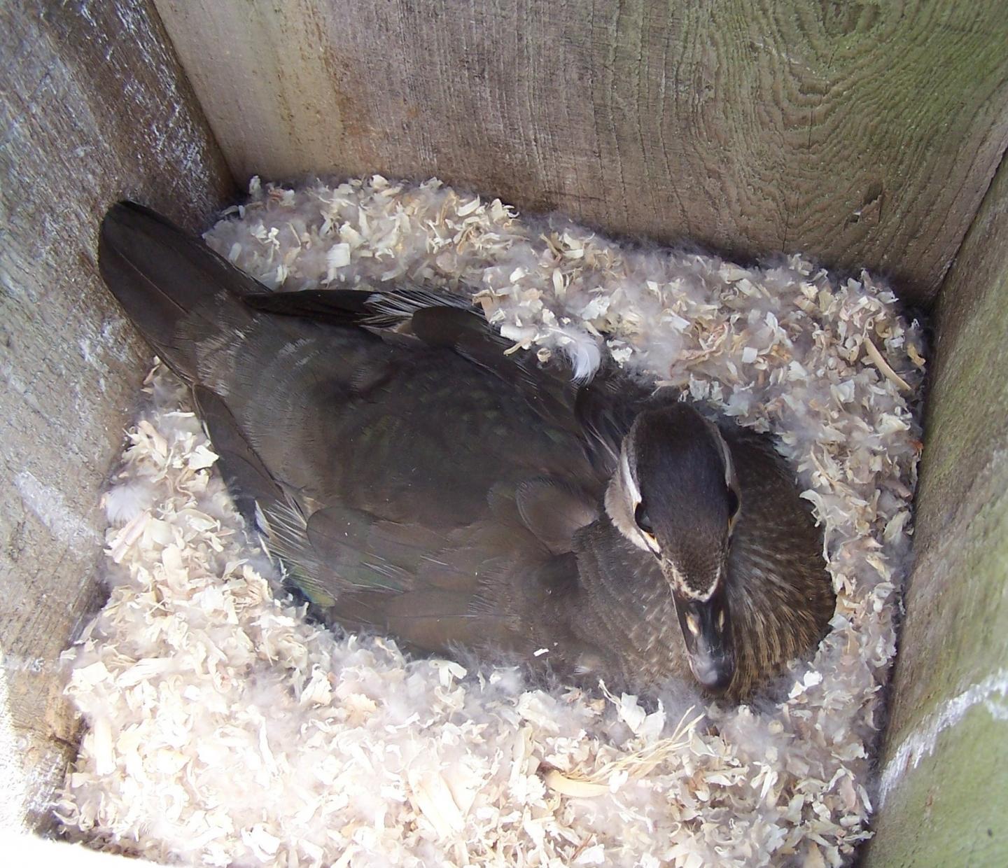 Incubating Wood Duck