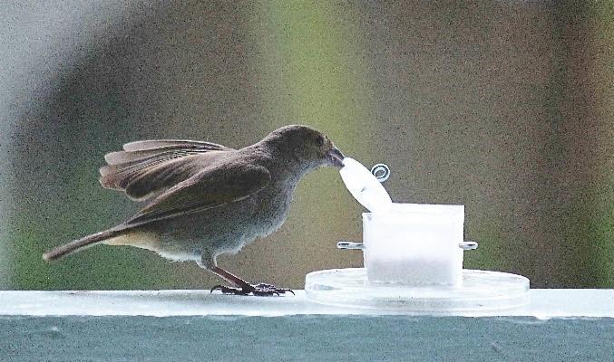 bird problem solving