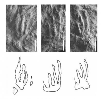 Oldest Known Evidence of Dinosaurs