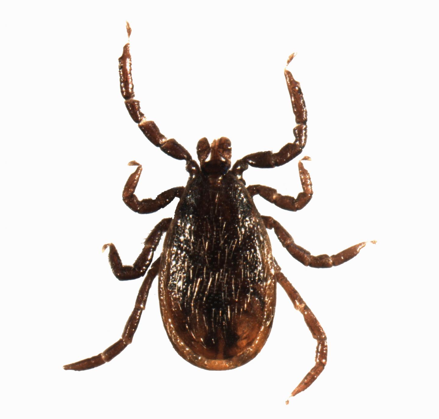 Genome of Tick (<i>Ixodes scapularis</i>) Sequenced