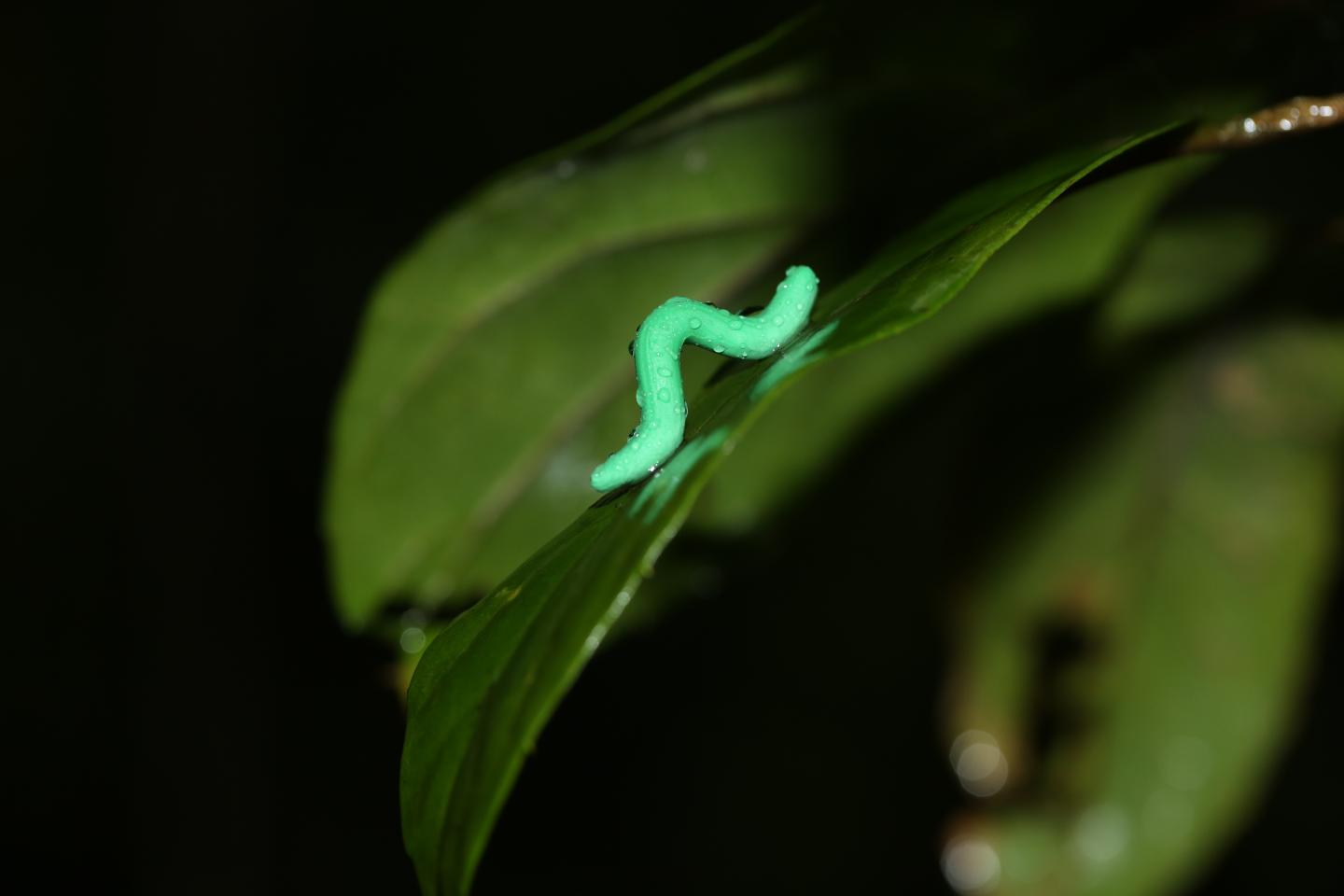 A Dummy Caterpillar used at a Site in Tai Po Kau, Hong Kong