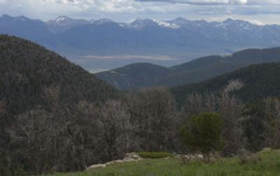 Dead Whitebark Pine Trees in a Mountainous Area