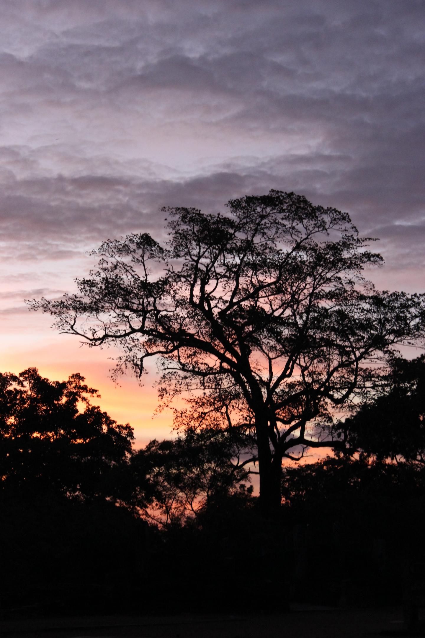 View from the Ancient City of Polonnaurwa into Sri Lankan Dry Zone Tropical Forest at Dusk