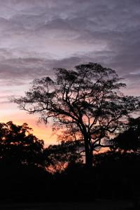 View from the Ancient City of Polonnaurwa into Sri Lankan Dry Zone Tropical Forest at Dusk