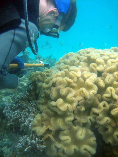 Diversity of Corals, Algae in Indian Ocean Suggests Resilience to Future Global Warming (1 of 3)