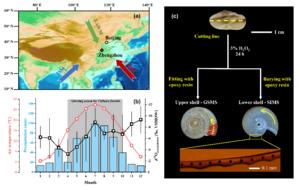 Fig. 1. Local setting and the land snail shells.