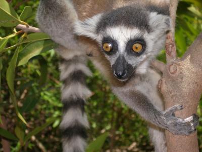 Young Ring-Tailed Lemur
