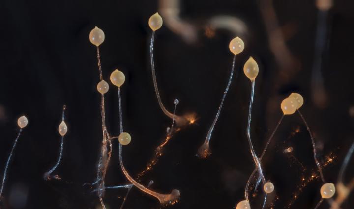 <i>Dictyostelium discoideum</i>