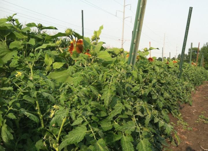 Fertilizer, Plastic Mulch Treatments Benefit Tomato Yield