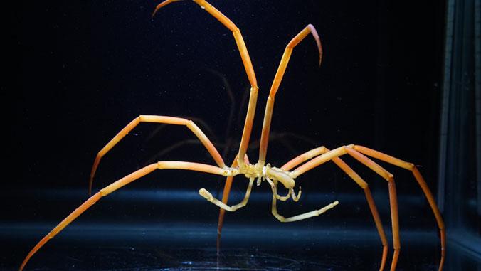 Giant Sea Spider