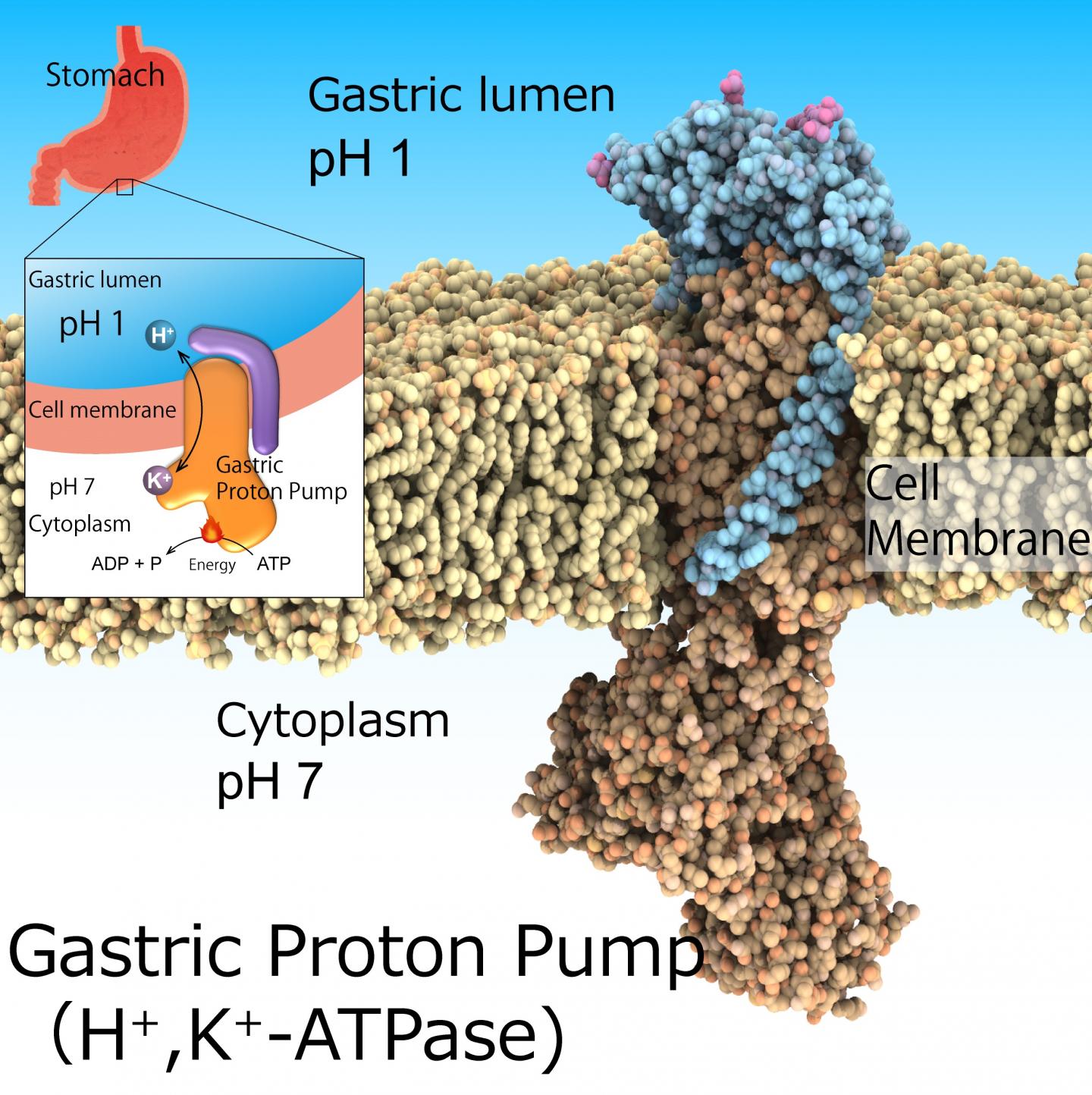 Gastric Proton Pump, H+,K+-ATPase