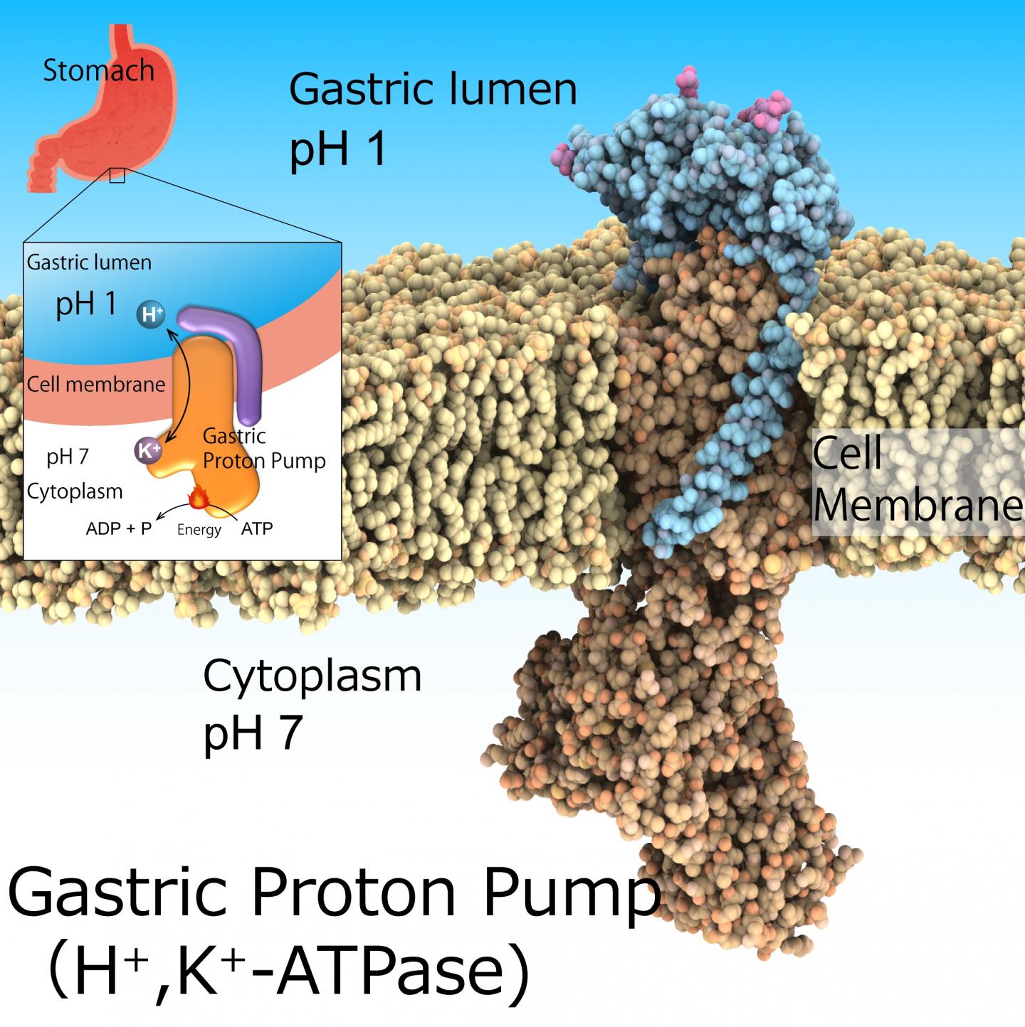 gastric-proton-pump-h-k-atp-image-eurekalert-science-news-releases