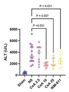 THE EFFECT OF CYCLOSPORINE AND ITS ANALOG NIM-811 ON SERUM ALANINE TRANSAMINASE