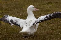 Adult wandering albatross equipped with a Centurion transmitter.