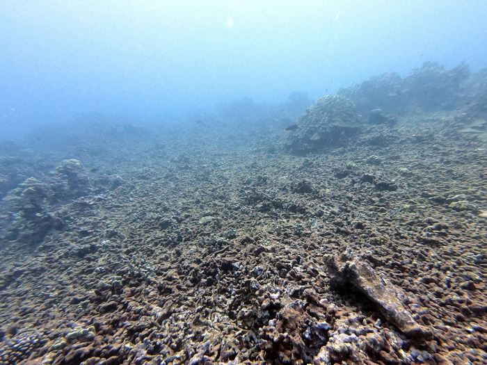 Half of the world’s coral reefs may face unsuitable conditions by 2035