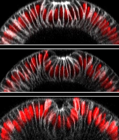 Example of Tissue Folding Guided with Optogenetics