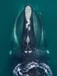 North Atlantic right whale head patterns
