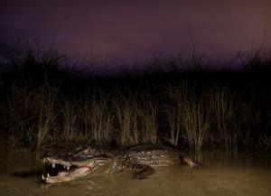 Spectacled caiman