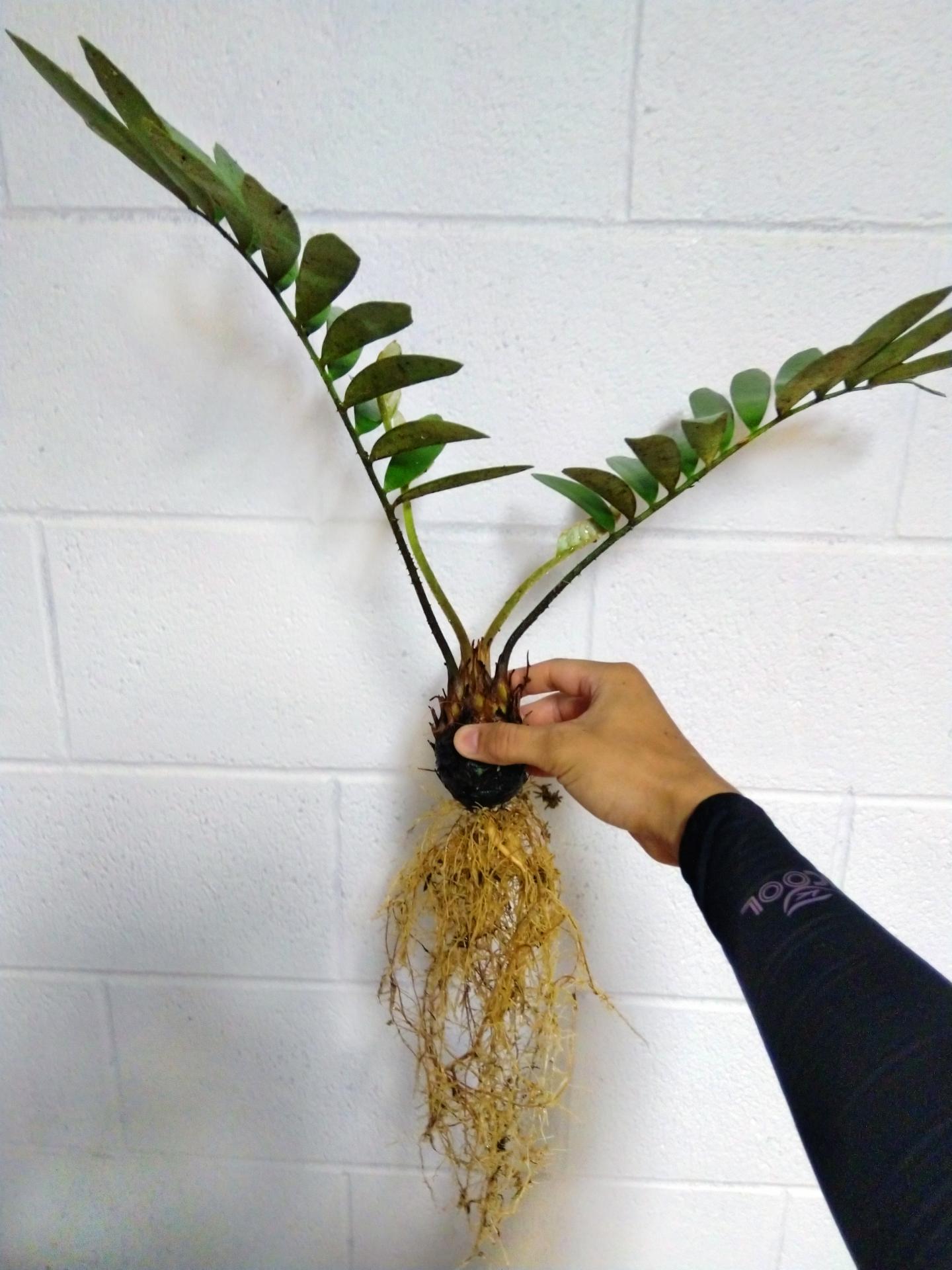 Zamia root formation