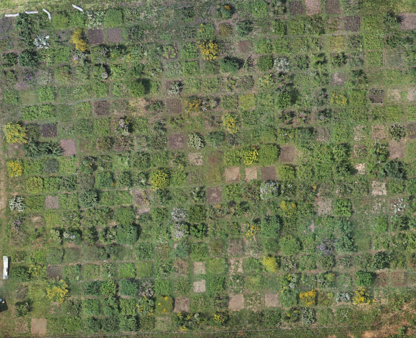 Orthomosaic of the experimental tallgrass prairie