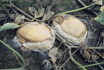 Fruit Rot in Pumpkin