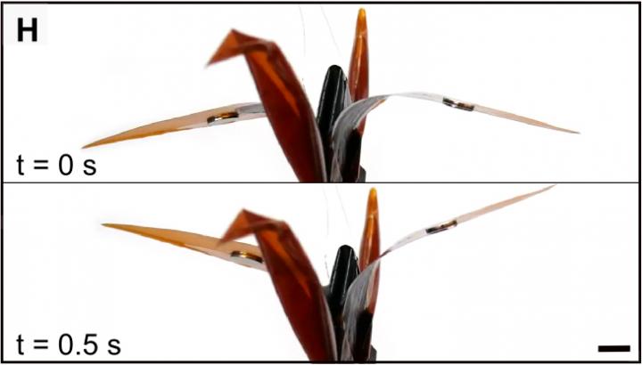 An Electrically-Powered Origam [IMAGE] | EurekAlert! Science News Releases