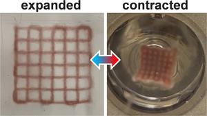 3D-printed, photoresponsive hydrogel structures