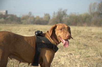 Dog in GPS harness