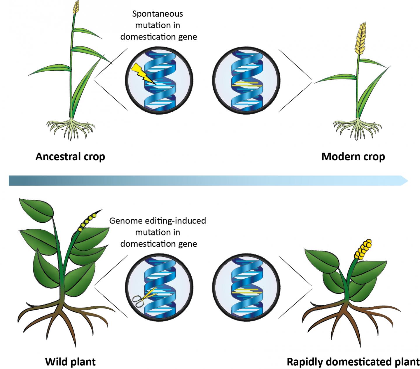 Accelerating the Domestication of Wild Plants