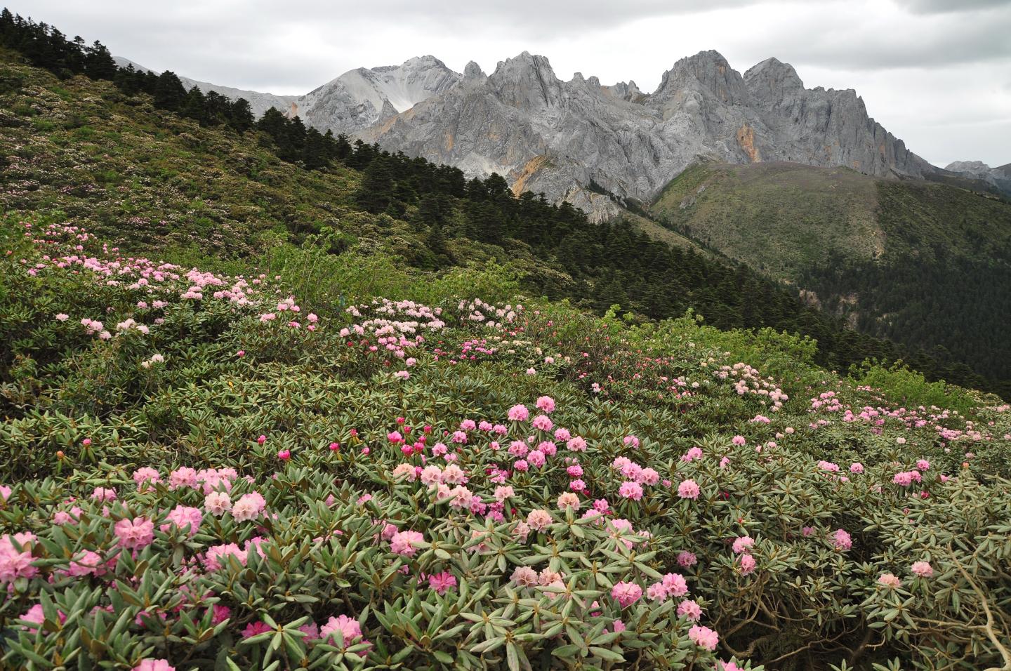 Plants in the Hengduan Mountains