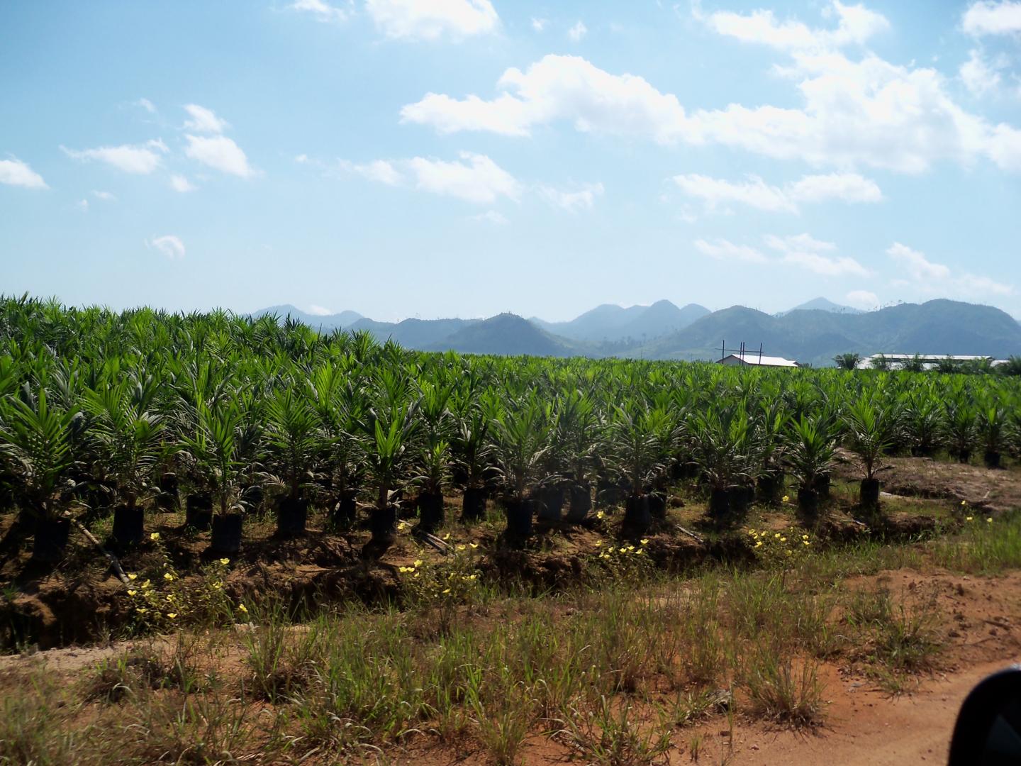 Oil Palm Nursery in Indonesia.