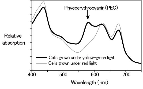 Absorption Spectra of Cyanobacteria Cells Cultured under Yellow-Green Light or under Red Light (Fig