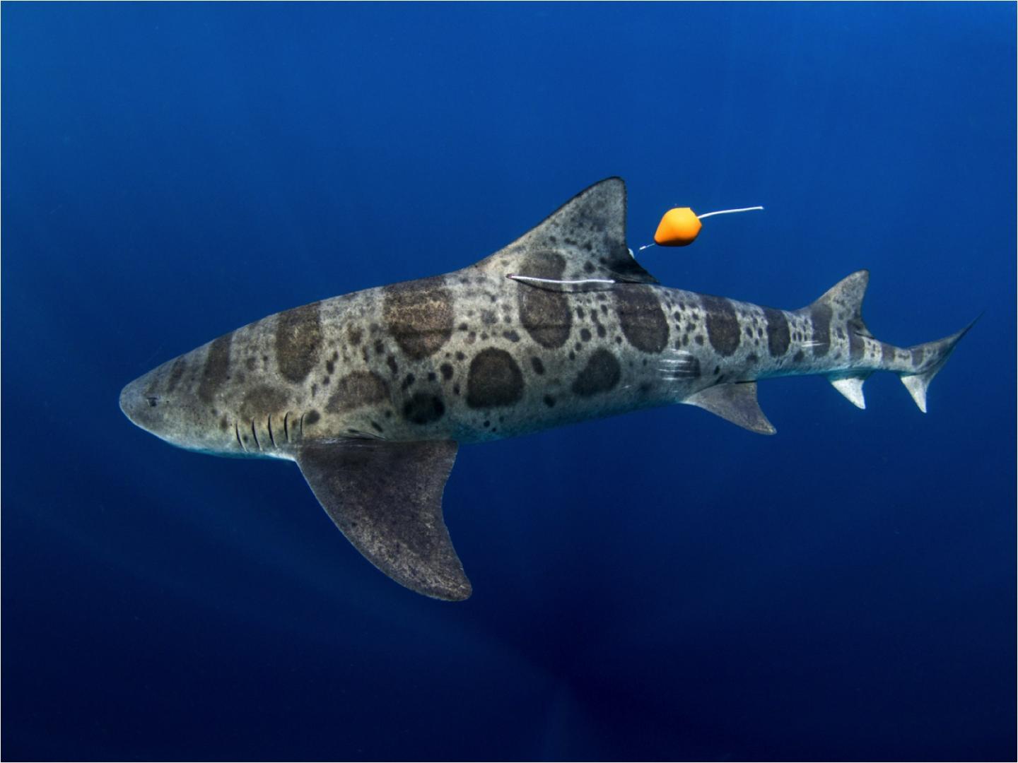 Leopard Sharks Navigate With Their Nose